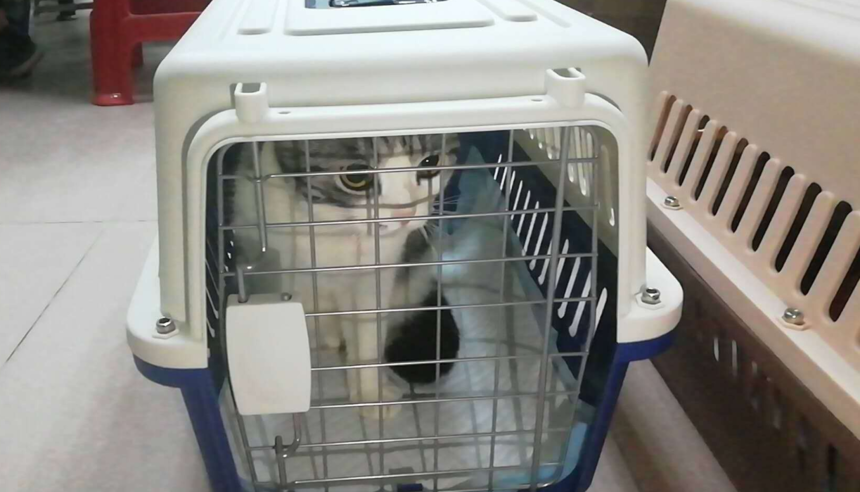 宠物空运 宠物空运